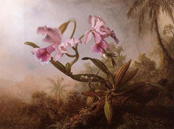 馬丁 約翰遜 赫德 Orchids and Hummingbird